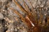 Lithobius sp.